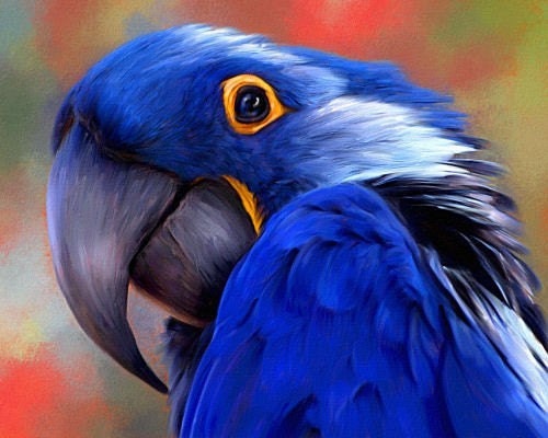 Macaw+parrot+blue