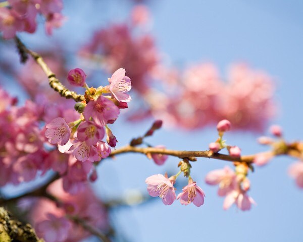 cherry blossom print